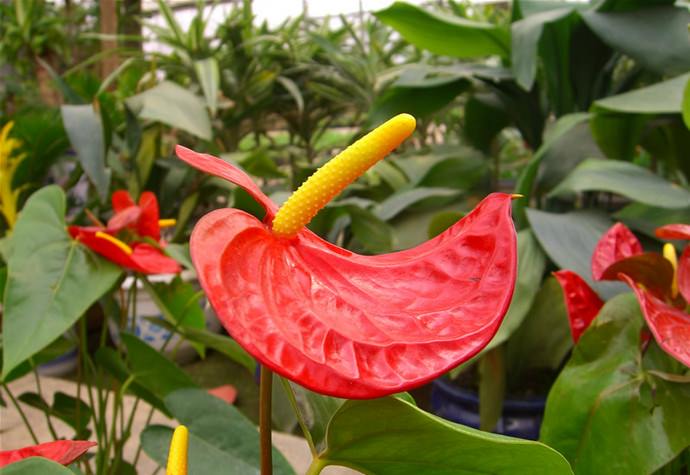 Антуриум Андре, или Андрианум, является первым из всех окультуренных и описанных представителей этого популярного и обширного вида